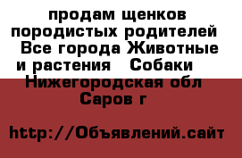 продам щенков породистых родителей - Все города Животные и растения » Собаки   . Нижегородская обл.,Саров г.